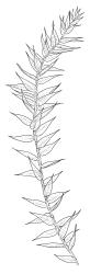 Leptodictyum riparium, branch. Drawn from B.H. Macmillan 87/40, CHR 414222.
 Image: R.C. Wagstaff © Landcare Research 2014 